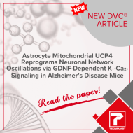 Astrocyte Mitochondrial UCP4 Reprograms Neuronal Network Oscillations via GDNF-Dependent K+-Ca2+ Signaling in Alzheimer’s Disease Mice