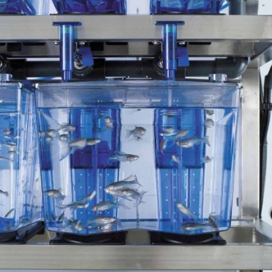 Registration is open for the Zebrafish Husbandry Education Online Course at UAB, Summer 2021