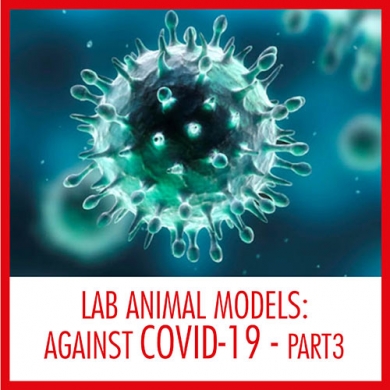 See how the Lab Animal Models are playing a critical role against the COVID-19 <br>Part III